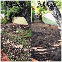Yard before and afters