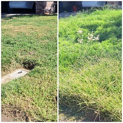 A green lawn, with decorative stones placed on it.